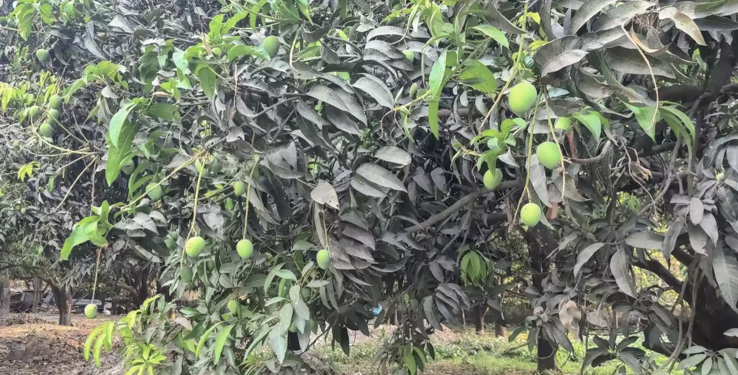 Fear of fruit failure grips mango growers in Chapainawabganj as heatwave intensifies